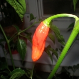 Zrelé Naga Morich