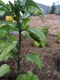 7 pot spartan orange 20.5.2020