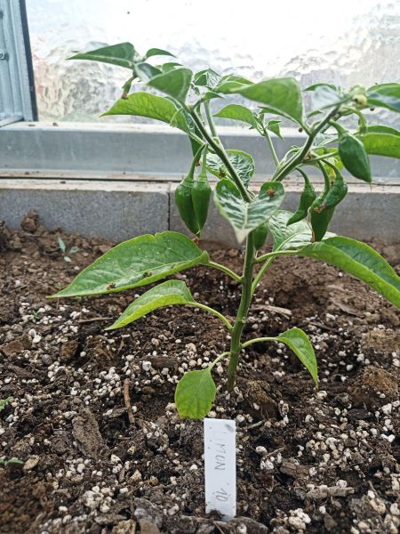 Limon_ 20.5.2020