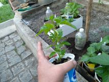 IMG_20200521_191945
