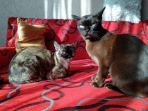 IMG_20200518_174054