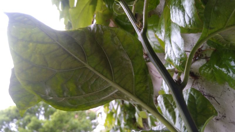 IMG_20200524_182842
