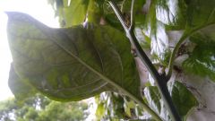 IMG_20200524_182842