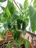 pimenta de padron1