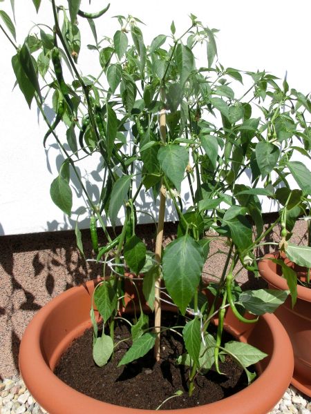cayenne