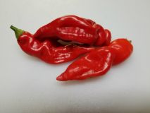 Sugar-Rush-Red-Chile-Plants