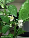 IMG_20200603_190459