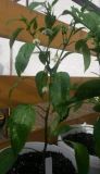 received_2982413405213133