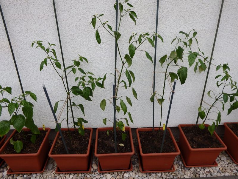 084-Baccatum