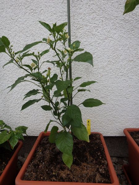 085-Aji Cristal