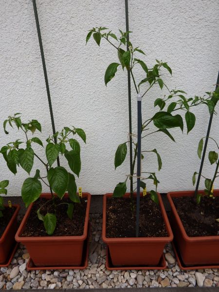090-Baccatum