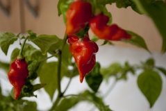 Naga morich