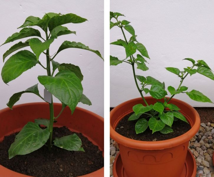 haba ebony giant+suave orange