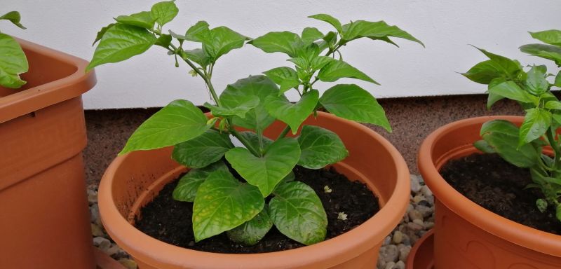 habanero_orange