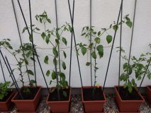 111-Baccatum