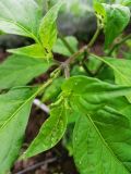 IMG_20200618_173335