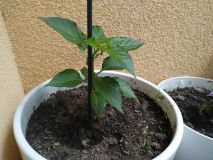 IMG_20200617_115321
