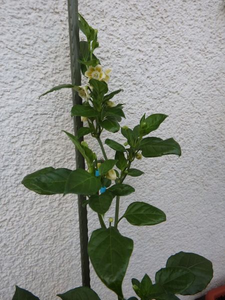 129-Aji Cristal