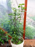 IMG_20200623_062951