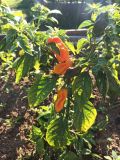 7pot spartan orange 26.6.2020