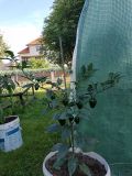 IMG_20200628_081215