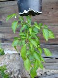 IMG_20200630_173229
