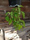 IMG_20200704_140515