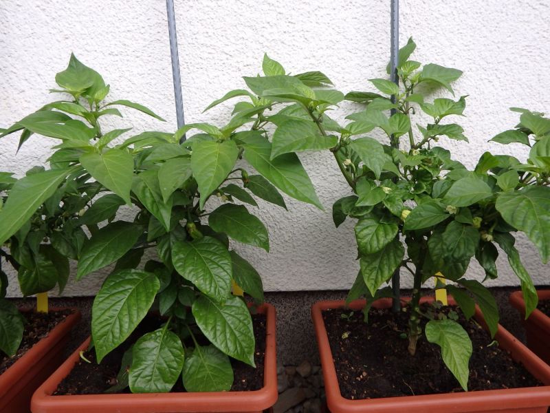 139-Habaneros