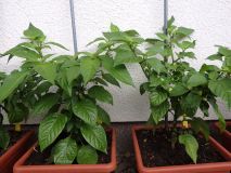 139-Habaneros