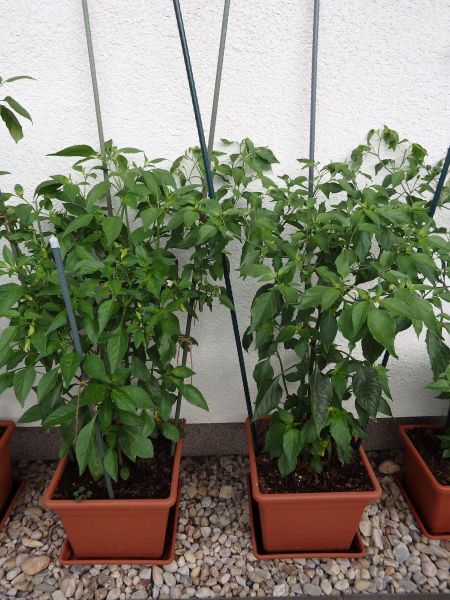 147-Baccatum