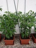 147-Baccatum