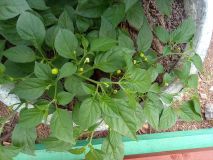 IMG_20200707_192259