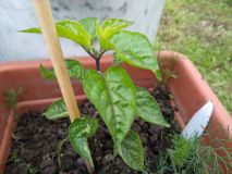IMG_20200709_172323