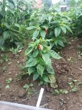 7pot spartan red 11.7.2020