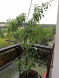IMG_20200715_185049