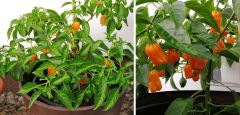 habanero orange devil