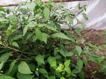 IMG_20200720_191751