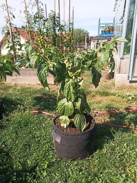 Rocoto manzano red 27.7.2020
