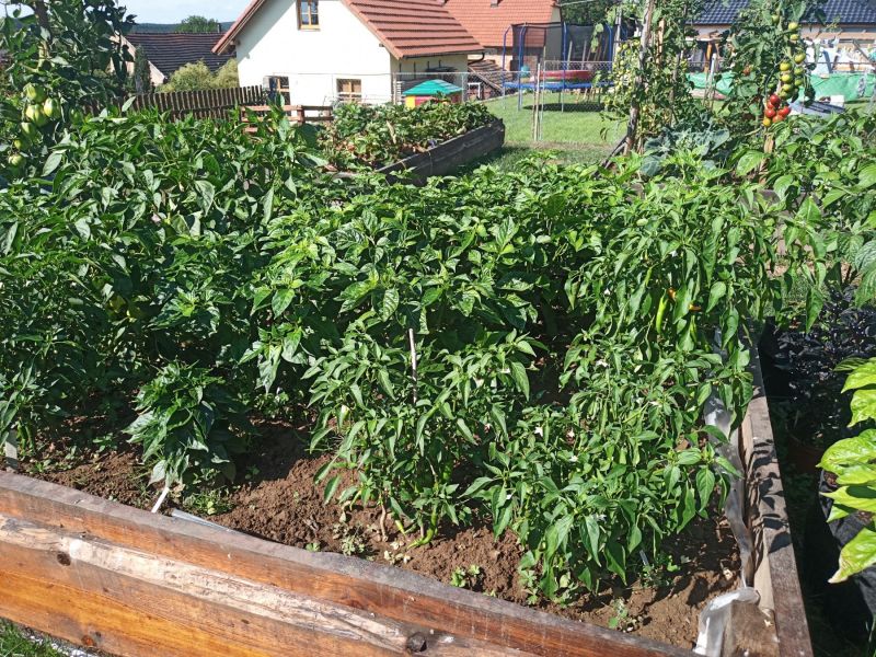 záhonová jungle 27.7.2020