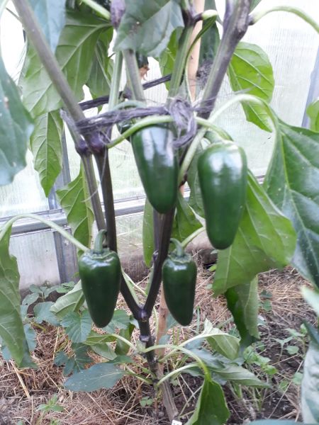 IMG-20200727-WA0007