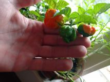 IMG_20200730_105037