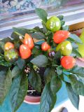 IMG_20200727_195529_1