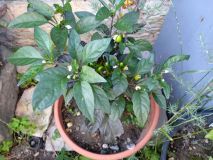 IMG_20200731_181858
