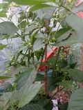 IMG_20200801_180714
