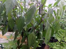 IMG_20200801_181131