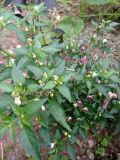 IMG_20200801_181401