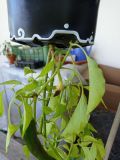 IMG_20200802_153250