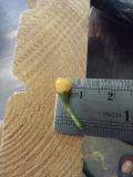 IMG_20200802_153504