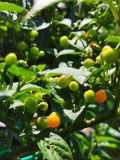 IMG_20200808_130901