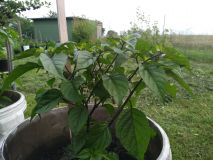 IMG_20200811_173412